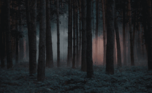 Unveiling the Silent Cosmos: Exploring the Dark Forest Hypothesis and Its Connections with Collegiate Life