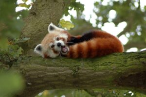 The Lesser Known Condition of the Lesser Panda